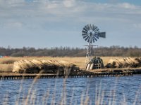 Riet : Algarve, Earnewald, Europa, Nederland, Portugal, Reisen, europa, friesland