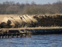 Riet : Algarve, Earnewald, Europa, Nederland, Portugal, Reisen, europa, friesland