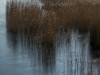 Riet : Algarve, Earnewald, Europa, Nederland, Portugal, Reisen, europa, friesland