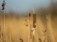 Sigaren in riet : Algarve, Earnewald, Europa, Nederland, Portugal, Reisen, europa, friesland