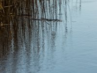 Riet : Algarve, Earnewald, Europa, Nederland, Portugal, Reisen, europa, friesland