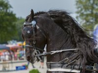 Concours Hippique Rijs : Algarve, Europa, Nederland, Portugal, Reisen, Rijs, concours, europa, friesland