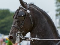 Concours Hippique Rijs : Algarve, Europa, Nederland, Portugal, Reisen, Rijs, concours, europa, friesland