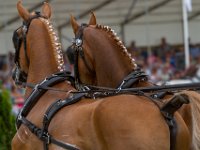 Concours Hippique Rijs : Algarve, Europa, Nederland, Portugal, Reisen, Rijs, concours, europa, friesland
