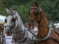 Concours Hippique Rijs : Algarve, Europa, Nederland, Portugal, Reisen, Rijs, concours, europa, friesland