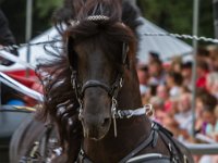 De 70e editie van Concours Hippique in Rijs. : Algarve, Europa, Nederland, Portugal, Reisen, Rijs, concours, europa, friesland