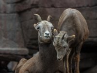151220 Burgers bush IMG 2217 : Algarve, Arnhem, Burgers Bush, Europa, Gelderland, Nederland, Portugal, Reisen, dierentuin