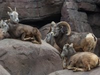 151220 Burgers bush IMG 2219 : Algarve, Arnhem, Burgers Bush, Europa, Gelderland, Nederland, Portugal, Reisen, dierentuin