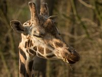 151220 Burgers bush IMG 2249 : Algarve, Arnhem, Burgers Bush, Europa, Gelderland, Nederland, Portugal, Reisen, dierentuin