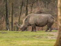 151220 Burgers bush IMG 2287 : Algarve, Arnhem, Burgers Bush, Europa, Gelderland, Nederland, Portugal, Reisen, dierentuin