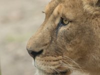151220 Burgers bush IMG 2300 : Algarve, Arnhem, Burgers Bush, Europa, Gelderland, Nederland, Portugal, Reisen, dierentuin