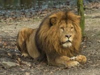 151220 Burgers bush IMG 2307 : Algarve, Arnhem, Burgers Bush, Europa, Gelderland, Nederland, Portugal, Reisen, dierentuin