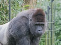 151220 Burgers bush IMG 2320 : Algarve, Arnhem, Burgers Bush, Europa, Gelderland, Nederland, Portugal, Reisen, dierentuin