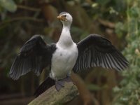 151220 Burgers bush IMG 2329 : Algarve, Arnhem, Burgers Bush, Europa, Gelderland, Nederland, Portugal, Reisen, dierentuin