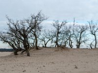 Loonse en Drunense Duinen
