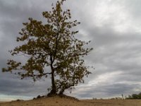 Loonse en Drunense Duinen : Europa, Loonse en Drunense duinen, Nederland, Nrd. Brabant, Reisen, nrd. Brabant