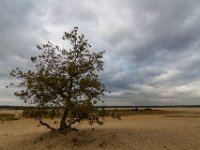 Loonse en Drunense Duinen : Europa, Loonse en Drunense duinen, Nederland, Nrd. Brabant, Reisen, nrd. Brabant