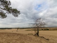 Loonse en Drunense Duinen : Europa, Loonse en Drunense duinen, Nederland, Nrd. Brabant, Reisen, nrd. Brabant