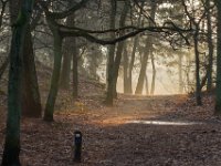 Loonse en Drunense Duinen : Europa, Loonse en Drunense duinen, Nederland, Nrd. Brabant, Reisen, nrd. Brabant