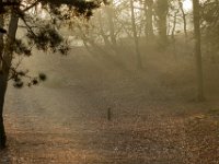 Loonse en Drunense Duinen : Europa, Loonse en Drunense duinen, Nederland, Nrd. Brabant, Reisen, nrd. Brabant