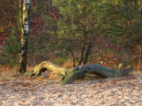 Loonse en Drunense Duinen : Europa, Loonse en Drunense duinen, Nederland, Nrd. Brabant, Reisen, nrd. Brabant
