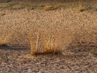 Loonse en Drunense Duinen : Europa, Loonse en Drunense duinen, Nederland, Nrd. Brabant, Reisen, nrd. Brabant