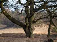 Loonse en Drunense Duinen : Europa, Loonse en Drunense duinen, Nederland, Nrd. Brabant, Reisen, nrd. Brabant