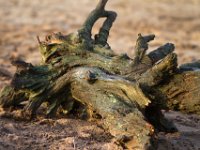 Loonse en Drunense Duinen : Europa, Loonse en Drunense duinen, Nederland, Nrd. Brabant, Reisen, nrd. Brabant