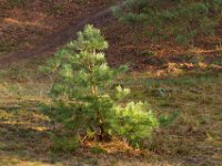 Loonse en Drunense Duinen : Europa, Loonse en Drunense duinen, Nederland, Nrd. Brabant, Reisen, nrd. Brabant