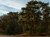 Loonse en Drunense Duinen : Europa, Loonse en Drunense duinen, Nederland, Nrd. Brabant, Reisen, nrd. Brabant