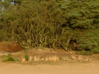 Loonse en Drunense Duinen : Europa, Loonse en Drunense duinen, Nederland, Nrd. Brabant, Reisen, nrd. Brabant