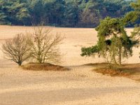 Loonse en Drunense Duinen : Europa, Loonse en Drunense duinen, Nederland, Nrd. Brabant, Reisen, nrd. Brabant