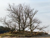 Loonse en Drunense Duinen : Europa, Loonse en Drunense duinen, Nederland, Nrd. Brabant, Reisen, nrd. Brabant