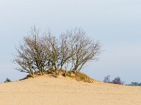 Loonse en Drunense Duinen : Europa, Loonse en Drunense duinen, Nederland, Nrd. Brabant, Reisen, nrd. Brabant