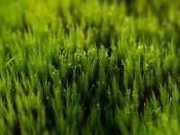 Loonse en Drunense Duinen : Europa, Loonse en Drunense duinen, Nederland, Nrd. Brabant, Reisen, nrd. Brabant