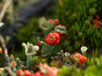 Loonse en Drunense Duinen : Europa, Loonse en Drunense duinen, Nederland, Nrd. Brabant, Reisen, nrd. Brabant