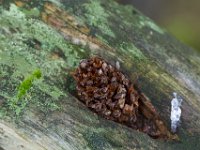 Loonse en Drunense Duinen : Europa, Loonse en Drunense duinen, Nederland, Nrd. Brabant, Reisen, nrd. Brabant