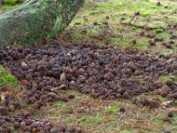 Loonse en Drunense Duinen : Europa, Loonse en Drunense duinen, Nederland, Nrd. Brabant, Reisen, nrd. Brabant