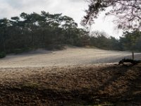 Loonse en Drunense Duinen : Europa, Loonse en Drunense duinen, Nederland, Nrd. Brabant, Reisen, nrd. Brabant