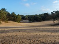 Loonse en Drunense Duinen : Europa, Loonse en Drunense duinen, Nederland, Nrd. Brabant, Reisen, nrd. Brabant
