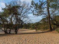 Loonse en Drunense Duinen : Europa, Loonse en Drunense duinen, Nederland, Nrd. Brabant, Reisen, nrd. Brabant