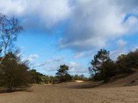Loonse en Drunense Duinen : Europa, Loonse en Drunense duinen, Nederland, Nrd. Brabant, Reisen, nrd. Brabant