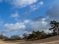 Loonse en Drunense Duinen : Europa, Loonse en Drunense duinen, Nederland, Nrd. Brabant, Reisen, nrd. Brabant