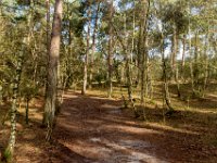 Loonse en Drunense Duinen : Europa, Loonse en Drunense duinen, Nederland, Nrd. Brabant, Reisen, nrd. Brabant