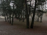 Loonse en Drunense Duinen : Europa, Loonse en Drunense duinen, Nederland, Nrd. Brabant, Reisen, nrd. Brabant