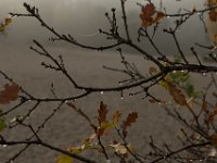 Loonse en Drunense Duinen : Europa, Loonse en Drunense duinen, Nederland, Nrd. Brabant, Reisen, nrd. Brabant
