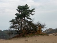 Nabij Giersbergen : Europa, Loonse en Drunense duinen, Nederland, Nrd. Brabant, Reisen, nrd. Brabant