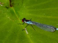Libelle, kleine roodoogjuffer : Algarve, Europa, Groei en Bloei, Moerputten, Nederland, Nrd. Brabant, Portugal, Reisen, Wandeling