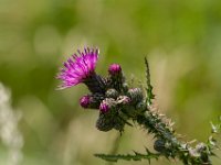 Distel : Algarve, Europa, Groei en Bloei, Moerputten, Nederland, Nrd. Brabant, Portugal, Reisen, Wandeling