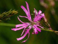 Silene : Algarve, Europa, Groei en Bloei, Moerputten, Nederland, Nrd. Brabant, Portugal, Reisen, Wandeling